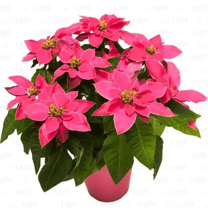 Buy Poinsettia (Euphorbia Pulcherrima) "Pink" Plant Online at Lalitenterprise