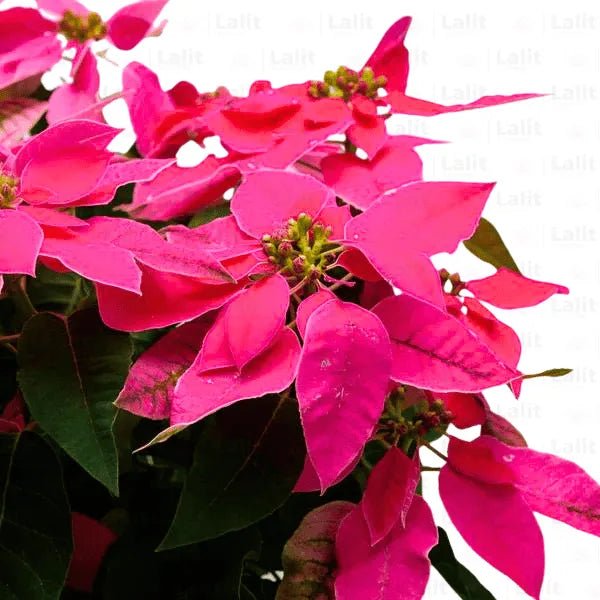 Buy Euphorbia Pulcherrima "Pink" Plant Online at Lalitenterprise