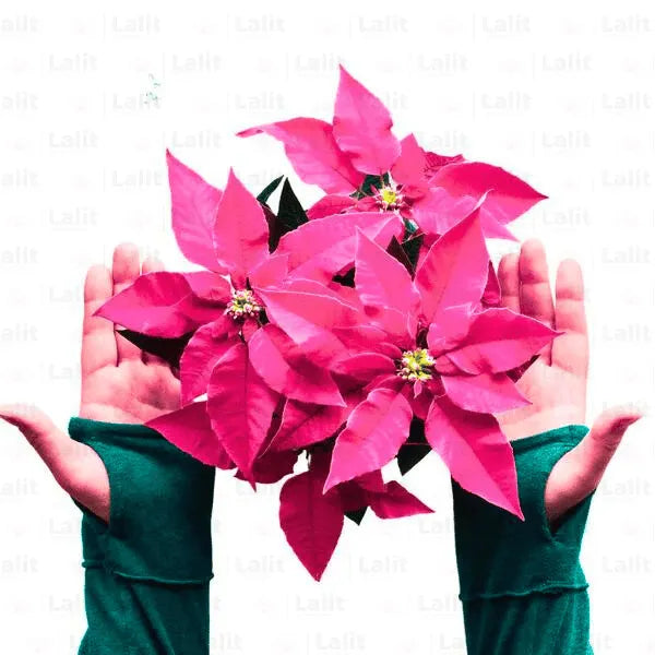 Buy Poinsettia "Pink" Plant Online at Lalitenterprise