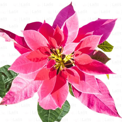 Buy Poinsettia (Euphorbia Pulcherrima) "Pink" Plant Online at Lalitenterprise