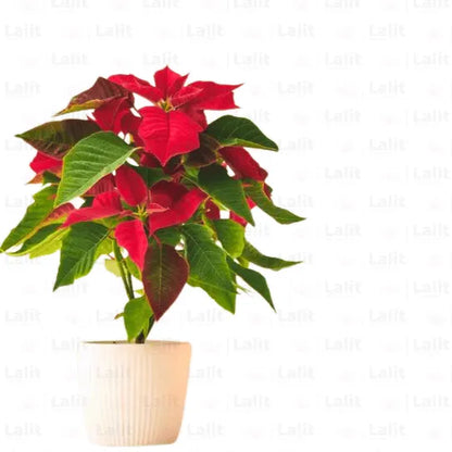 Buy Poinsettia (Euphorbia Pulcherrima) - Plant Online at Lalitenterprise