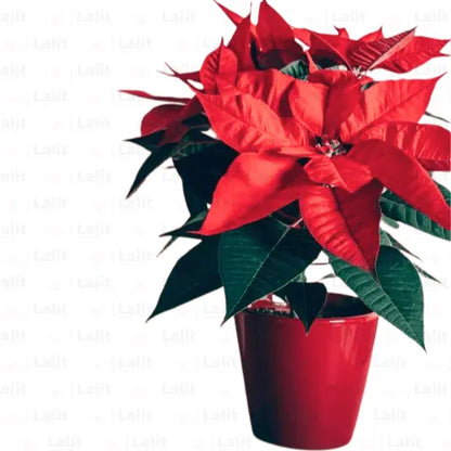 Buy Poinsettia (Euphorbia Pulcherrima) - Plant Online at Lalitenterprise