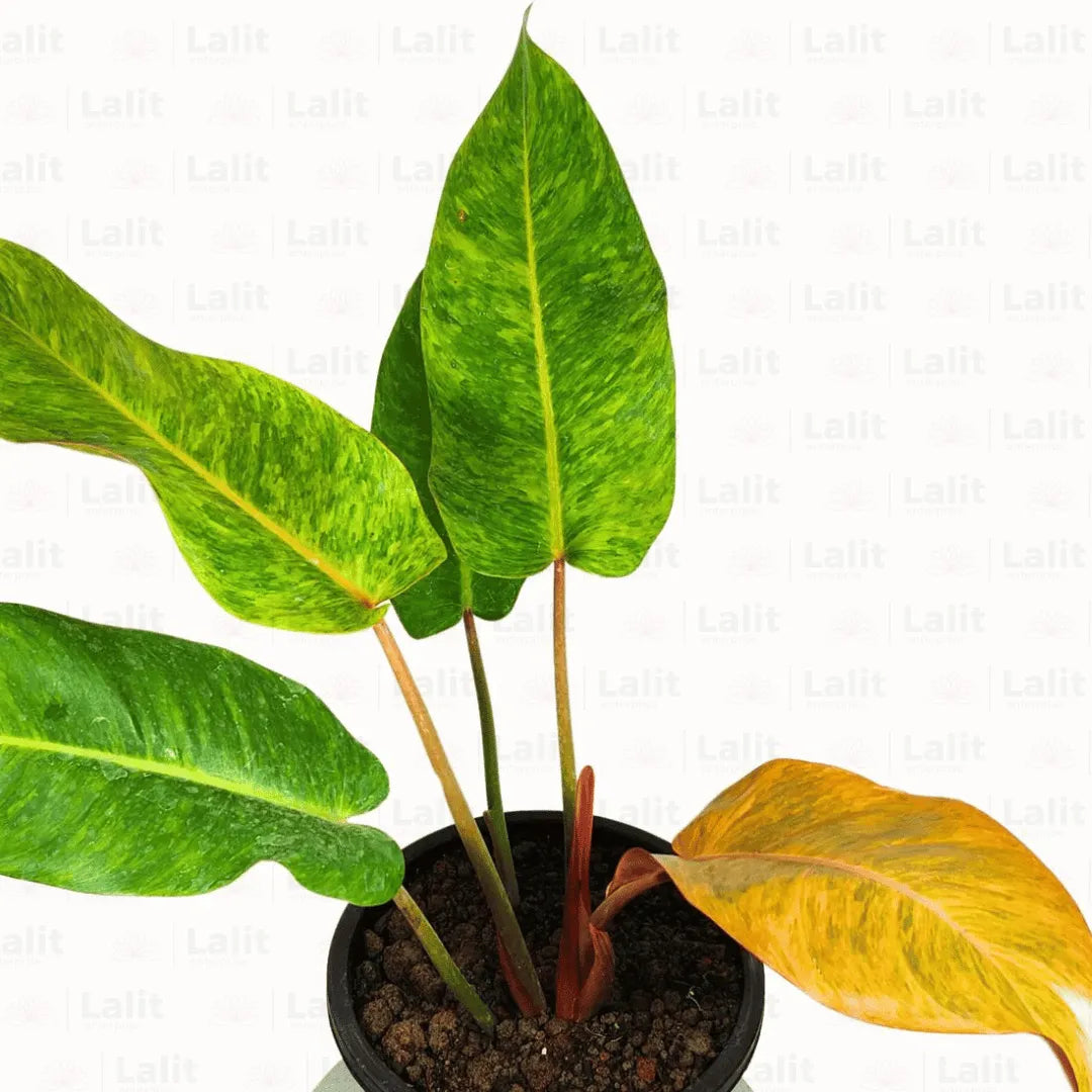 Buy Painted Lady  Plants Online at Lalitenterprise