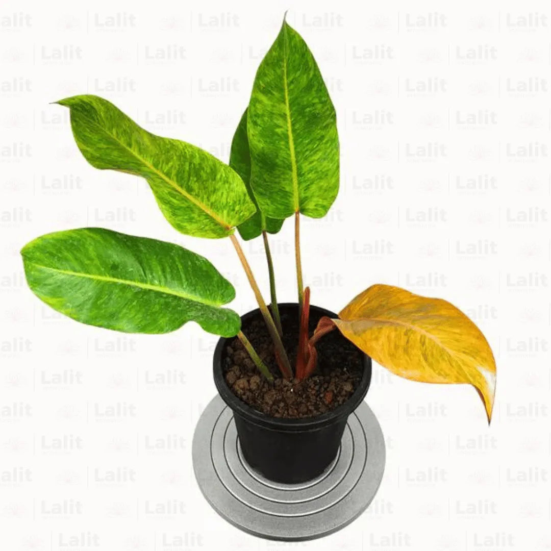 Buy Philodendron Erubescens " Painted Lady " Plants Online at Lalitenterprise