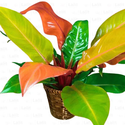 Buy Philodendron ‘Prince of Orange’ - Plant Online at Lalitenterprise