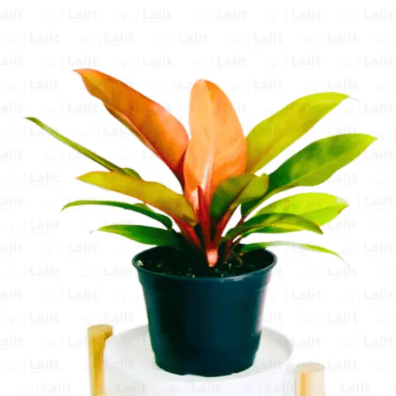 Buy Prince of Orange’- Plant Online at Lalitenterprise