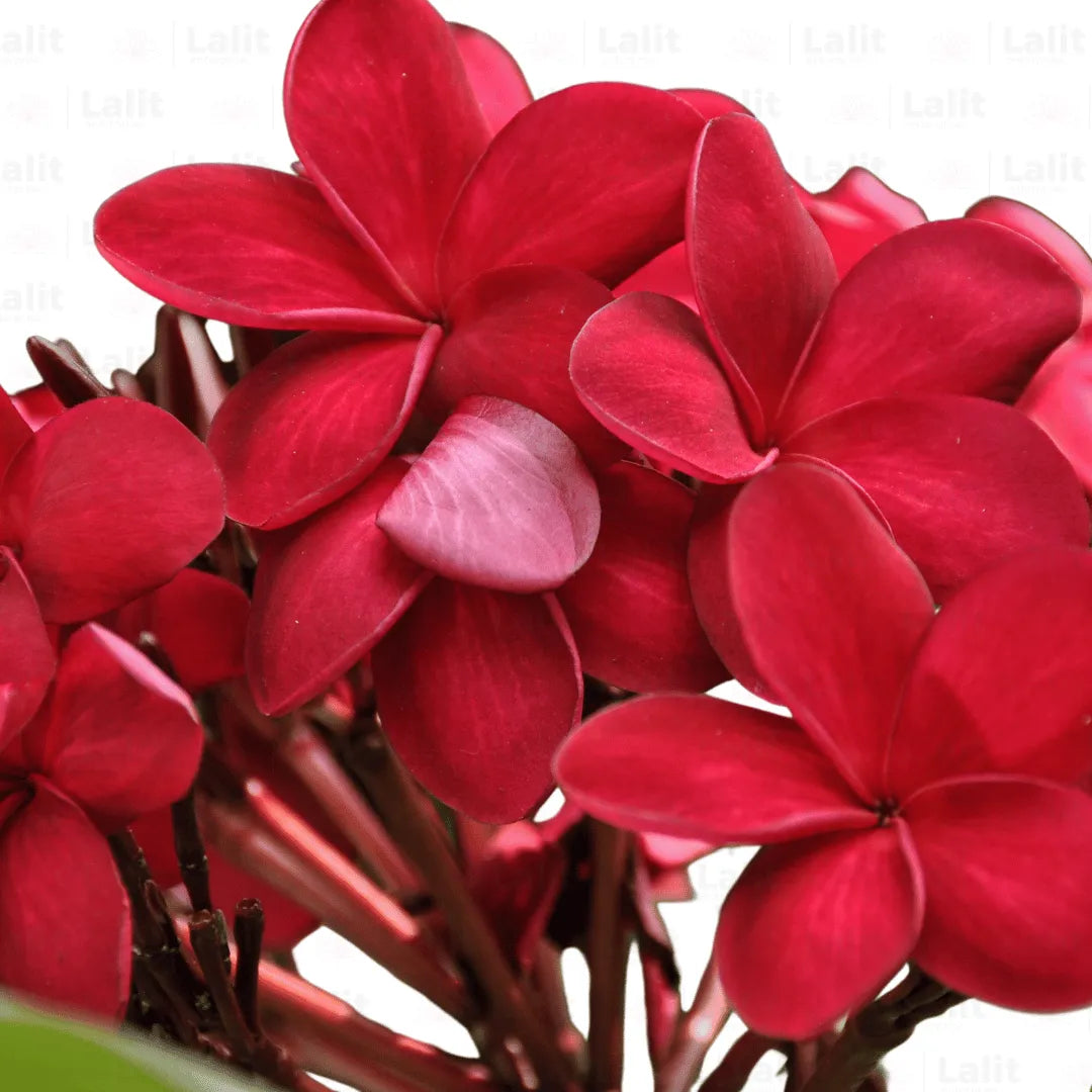 Buy Red Champa - Plant Online at Lalitenterprise