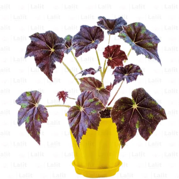 Buy Rex Begonia 'Black Mamba' | Begoniaceae Black | - Plants Online at Lalitenterprise