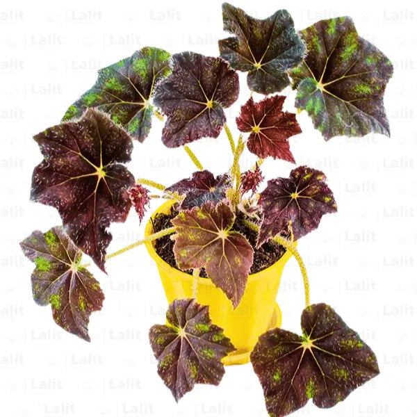 Buy Begoniaceae Black - Plants Online at Lalitenterprise