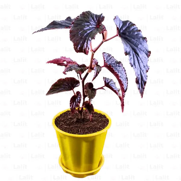 Buy Begonia Angel Wings | Rex Begonias Red | - Plant Online at Lalitenterprise