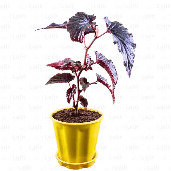 Buy Rex Begonias Red - Plant Online at Lalitenterprise