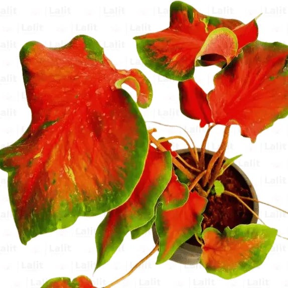 Buy Red Ruffle Caladium | Caladium Bicolor | "Syn. Caladium x Hortulanum" - Plants Online at Lalitenterprise