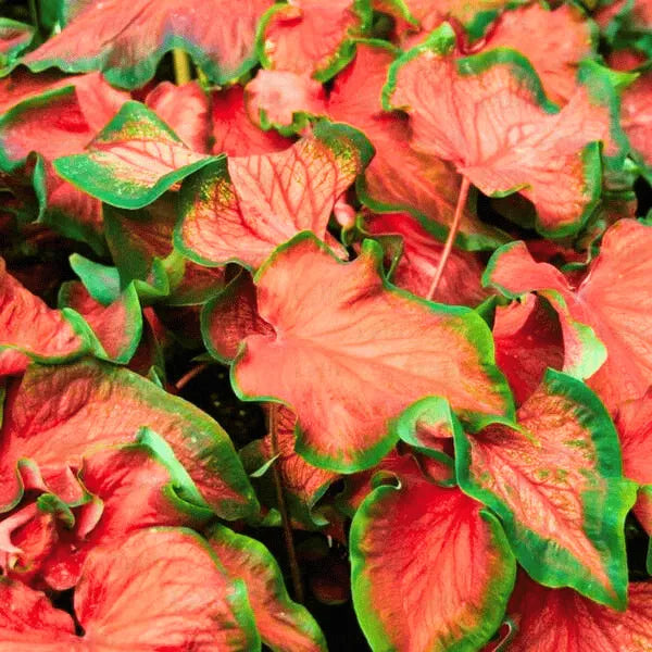 Buy Red Ruffle Caladium | Caladium Bicolor | "Syn. Caladium x Hortulanum" - Plants Online at Lalitenterprise