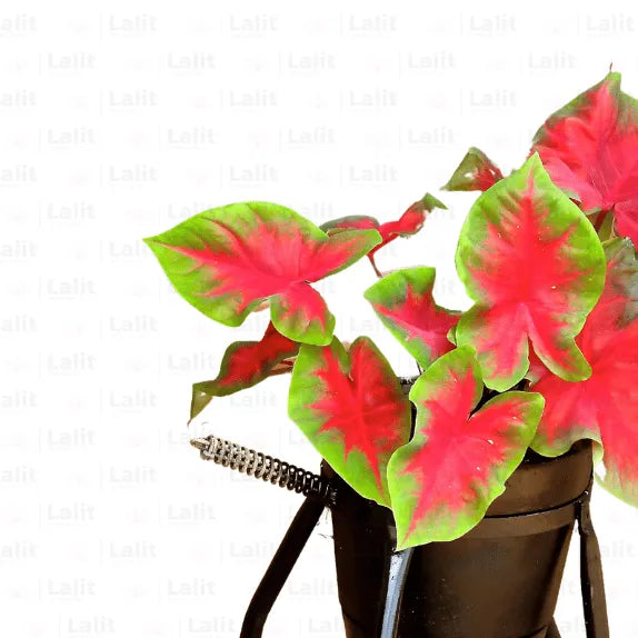Buy Red Ruffle Caladium "Syn. Caladium x Hortulanum" - Plants Online at Lalitenterprise