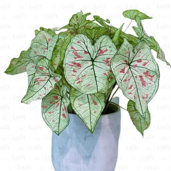 Buy Caladium Strawberry, Star - Plant Online at Lalitenterprise