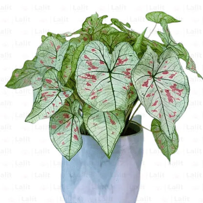 Buy Caladium Strawberry, Star - Plant Online at Lalitenterprise