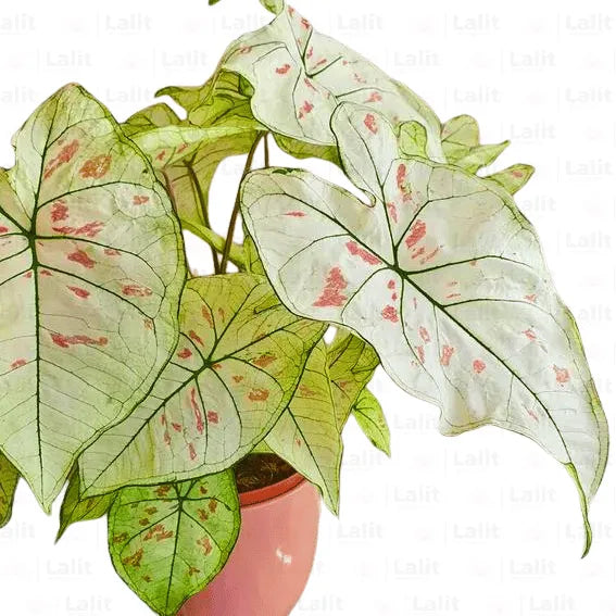 Buy Caladium, Star - Plant Online at Lalitenterprise