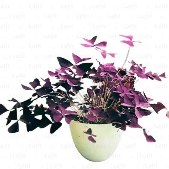 Buy  Purple Clover  Butterfly - Plant Online at Lalitenterprise
