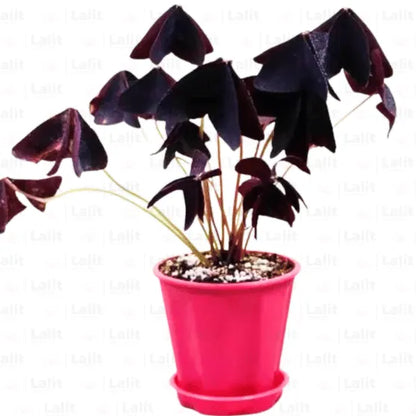 Buy Oxalis Triangularis | Purple Clover | Butterfly - Plant Online at  Lalitenterprise