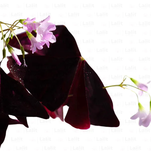 Buy Oxalis Triangularis | Purple Clover | Butterfly - Plant Online at Lalitenterprise