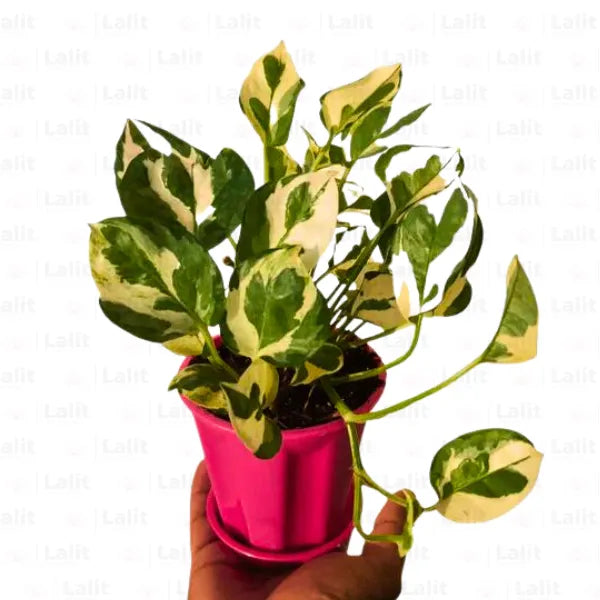 Buy N’Joy Pothos , Variegated Money Plant Online at Lalitenterprise