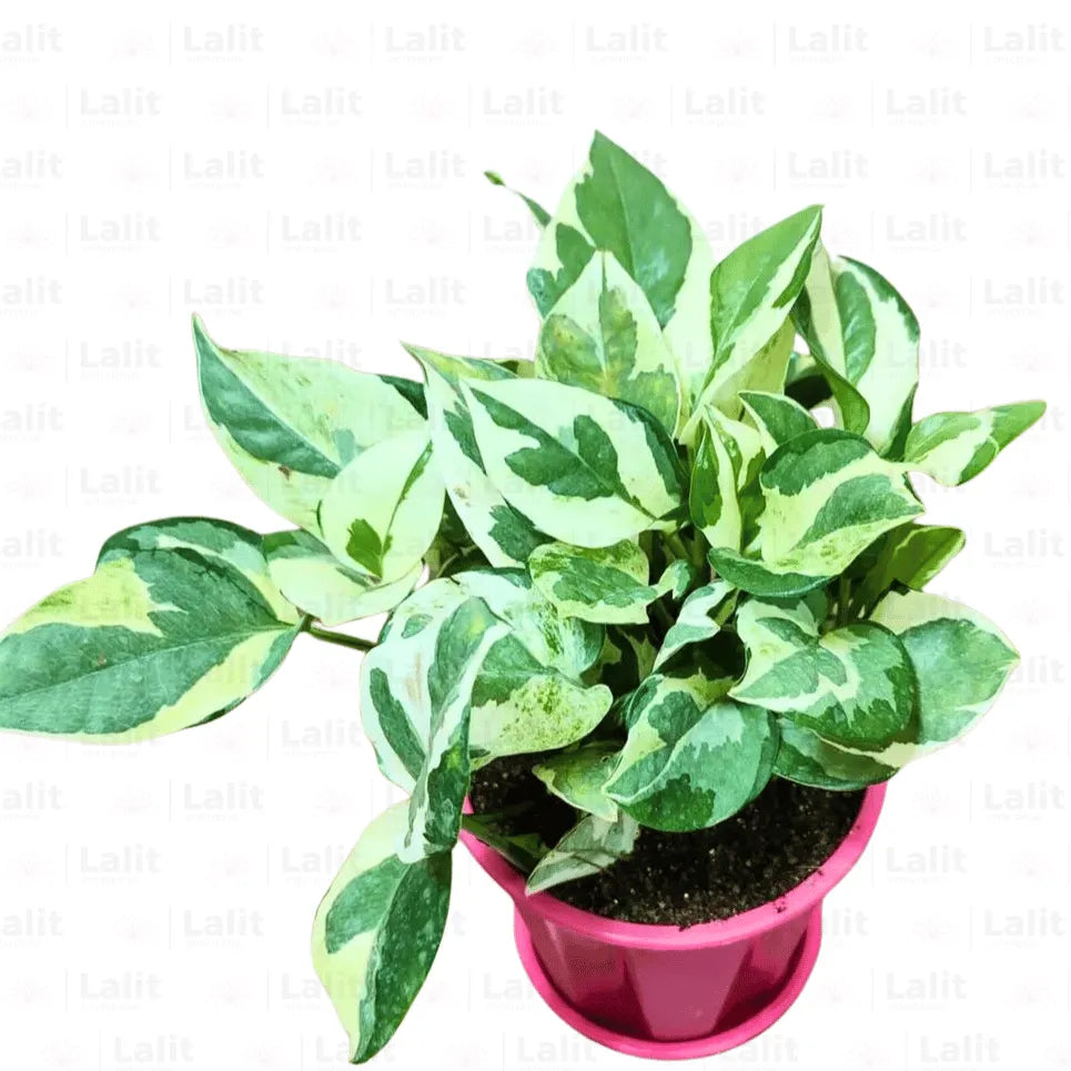 Buy Variegated Money Plant Online at Lalitenterprise