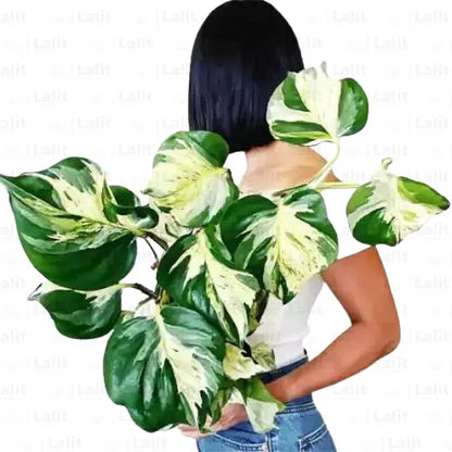 Buy Cream Thick Variegated Money Plant Online at Lalitenterprise