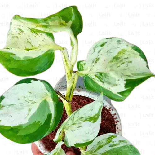Buy Manjula Pothos | Cream Thick Variegated | Money Plant Online at Lalitenterprise