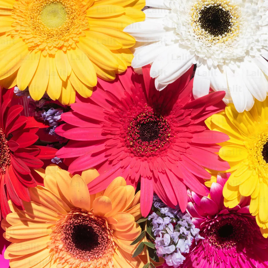 Buy Hybrid Gerbera Multicolor Flower - Plant Online at Lalitenterprise