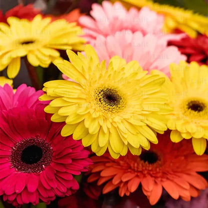 Buy Hybrid Gerbera Multicolor Flower - Plant Online at Lalitenterprise