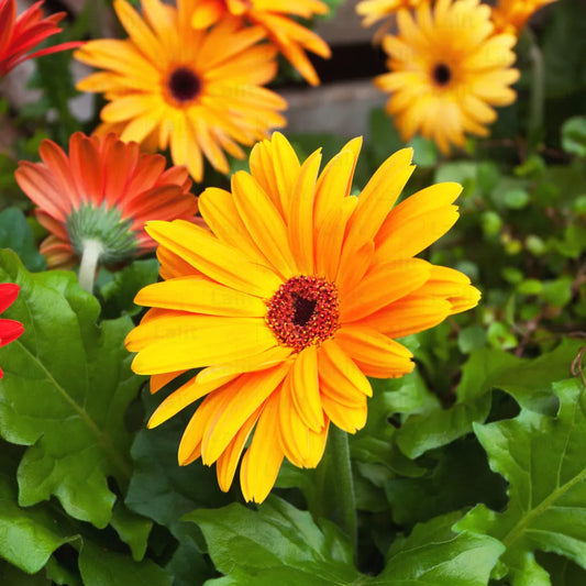 Buy Hybrid Gerbera Multicolor Flower - Plant Online at Lalitenterprise