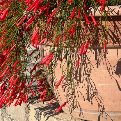 Buy Russelia Equisetiformis (Red)  Plants Online at Lalitenterprise