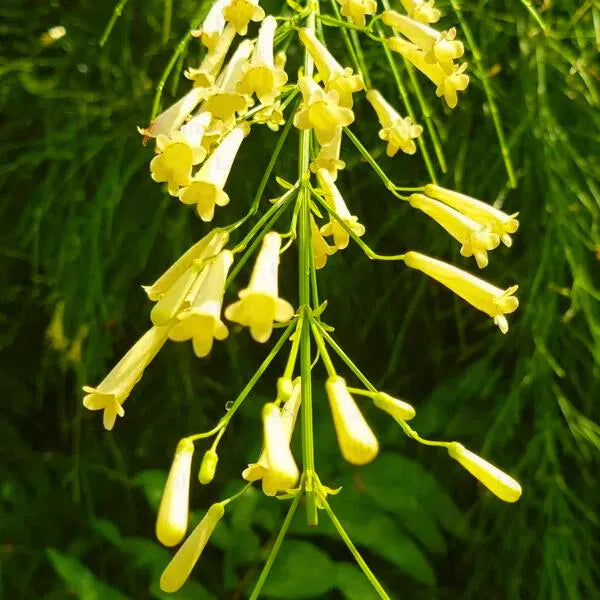 Buy Russelia Equisetiformis | Fire Cracker | Yellow- Plants Online at Lalitenterprise