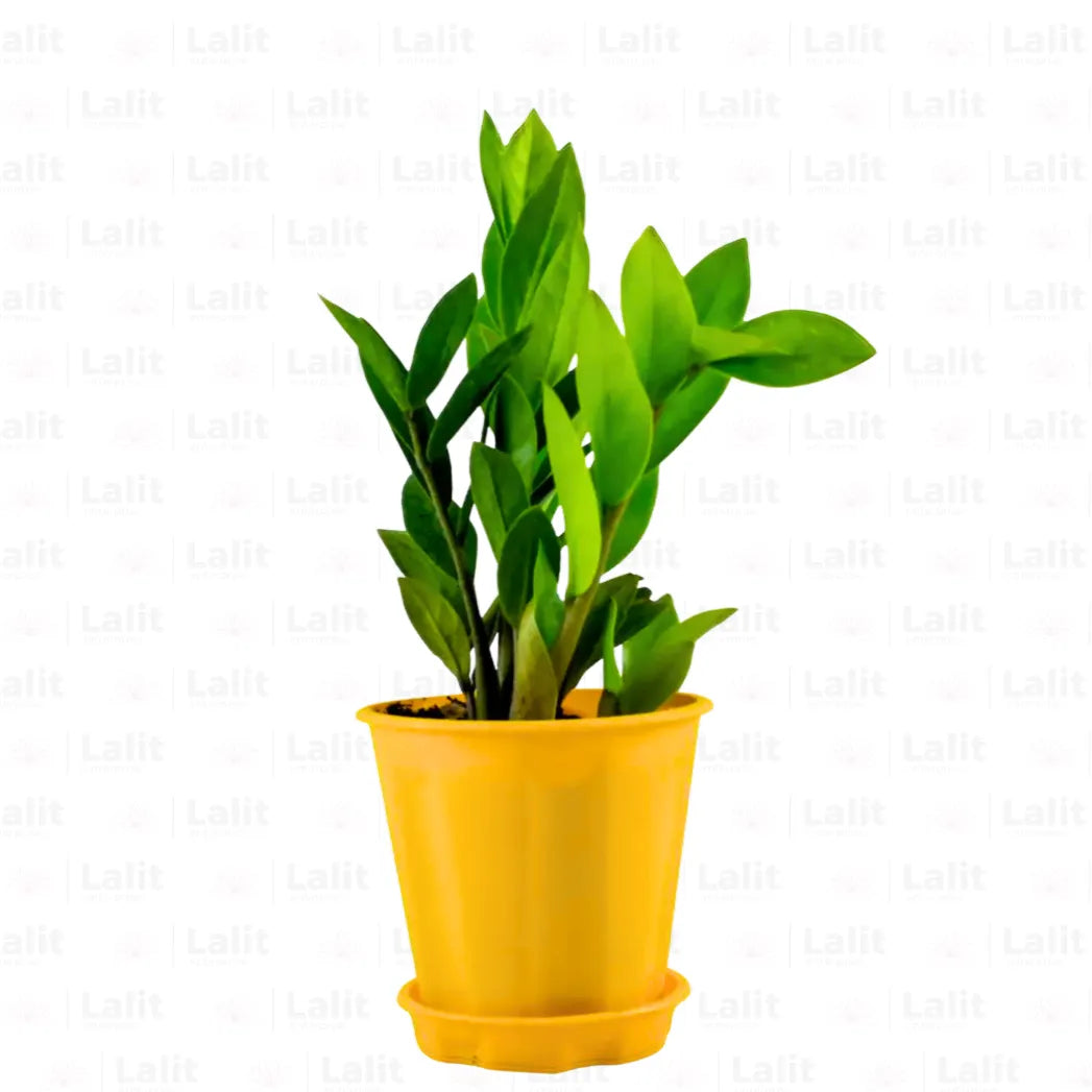 Buy ZZ Plant Green (Zamioculcas Zamiifolia)  Online at Lalitenterprise