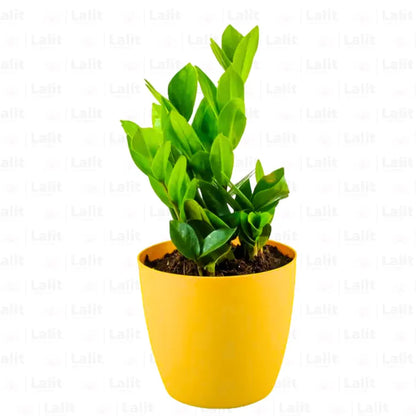 Buy Zamioculcas Zamiifolia Plant Online at Lalitenterprise 