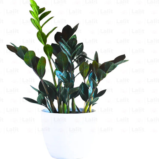 Buy ZZ Plant Black - Plant Online at Lalitenterprise