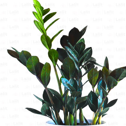 Buy ZZ Plant Black (Zamioculcas Zamiifolia) - Plant Online at Lalitenterprise