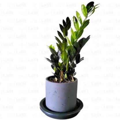 Buy ZZ Plant Black  (Zamioculcas Zamiifolia) - Plant Online at Lalitenterprise