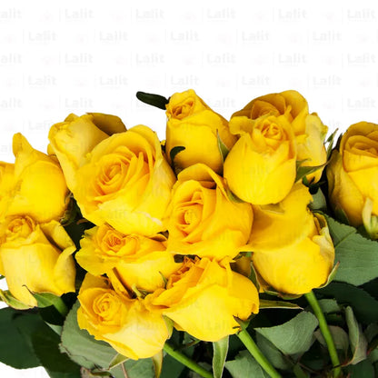 Buy Yellow Rose - Plant Online at Lalitenterprise