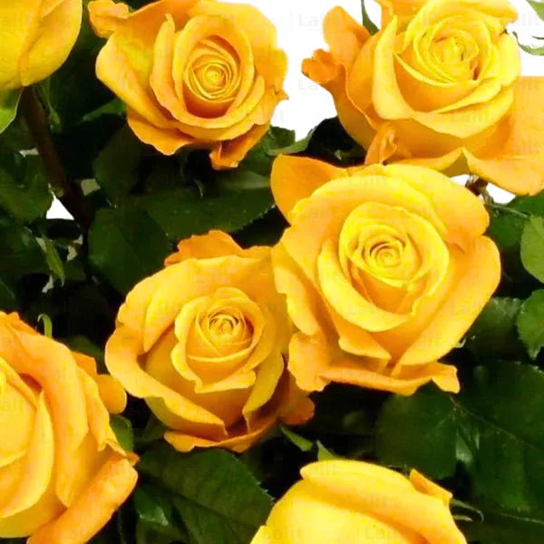 Buy Yellow Rose - Plant Online at Lalitenterprise