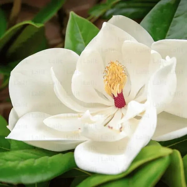 Buy White Magnolia Grandiflora (Southern Magnolia) - Plant Online at Lalitenterprise