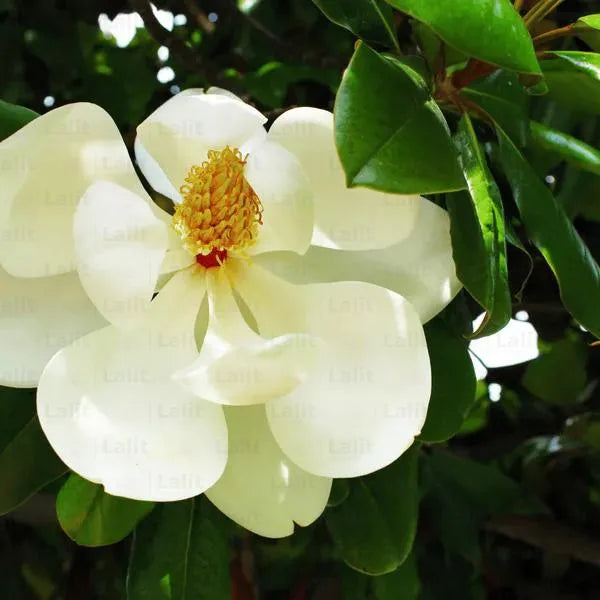 Buy White Magnolia Grandiflora - Plant Online at Lalitenterprise