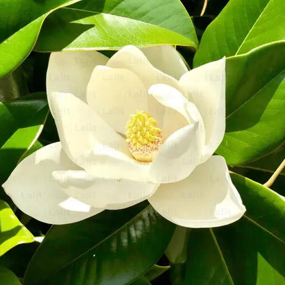 Buy White Magnolia Grandiflora (Southern Magnolia) - Plant Online at Lalitenterprise