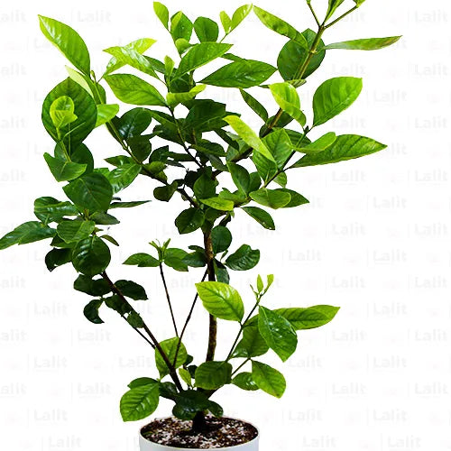 Buy White Gardenia (Gandharaj) - Plant Online at Lalitenterprise