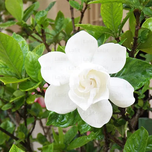 Buy White Gardenia (Gandharaj) - Plant Online at Lalitenterprise