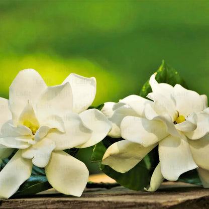 Buy White Gardenia - Plant Online at Lalitenterprise
