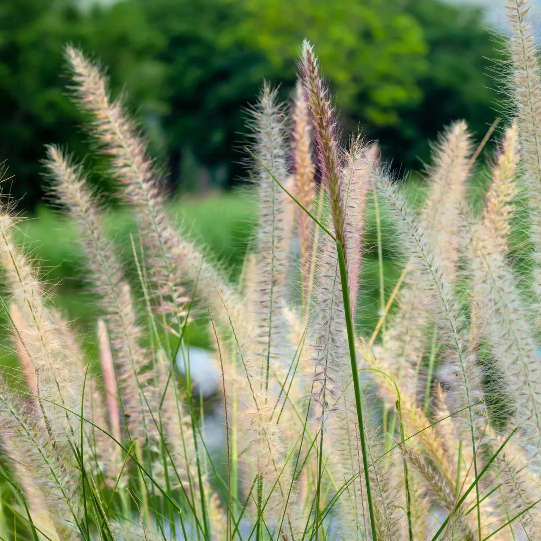 Buy White Fountain Grass (Pennisetum Setaceum) - Plant Online at Lalitenterprise
