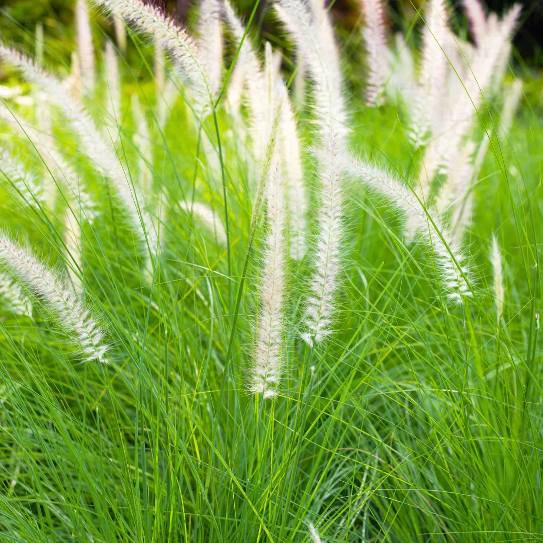 Buy White Fountain Grass - Plant Online at Lalitenterprise