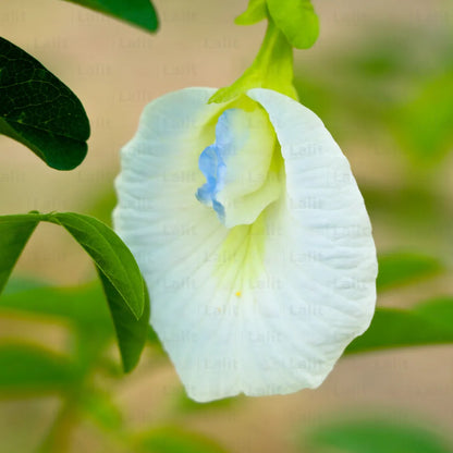White Aparajita (Clitoria Ternatea) - Plant