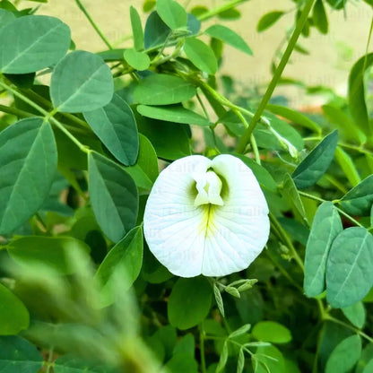 White Aparajita (Clitoria Ternatea) - Plant
